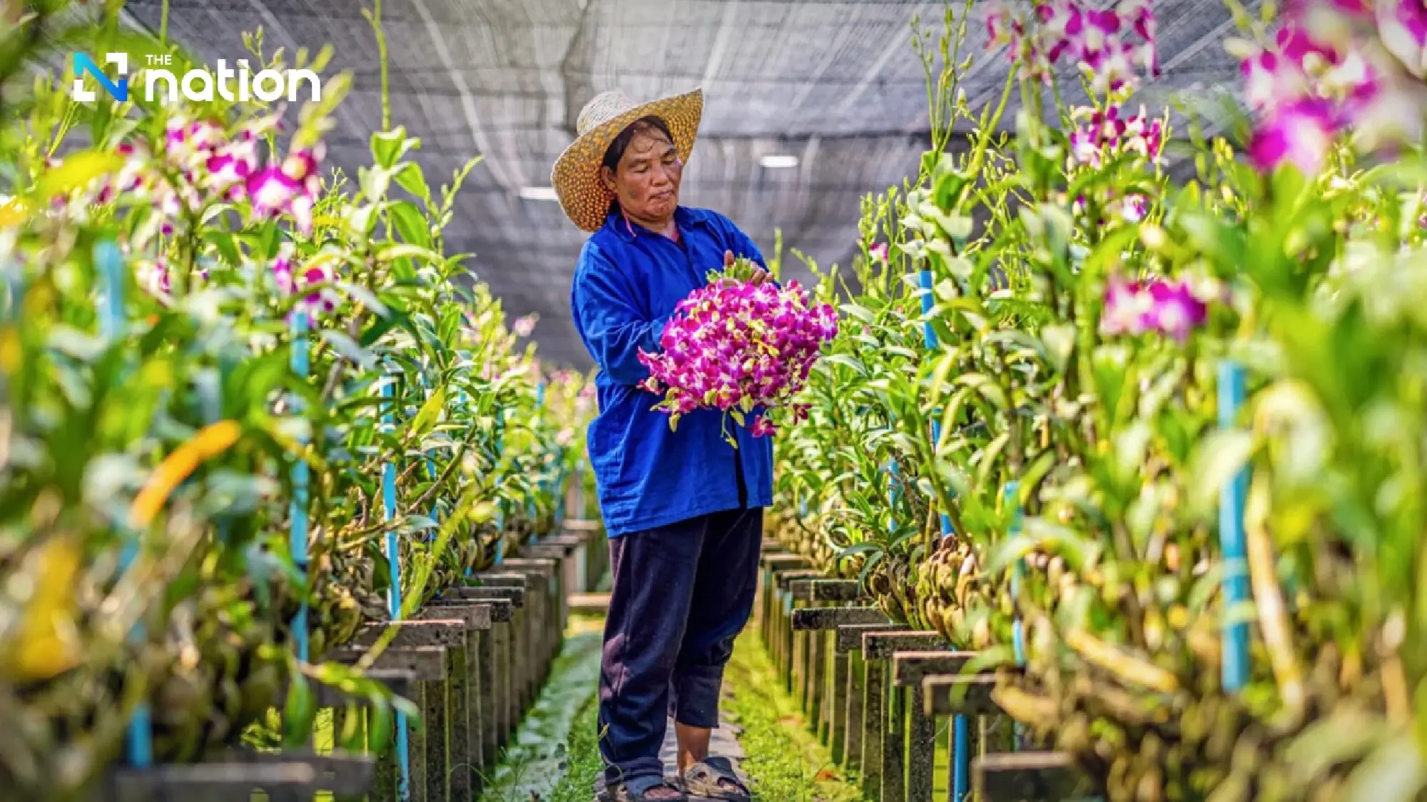 Thailand Pertahankan Gelar Eksportir Anggrek Nomor 1 Dunia